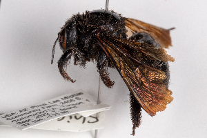  ( - UAIC1148042)  @11 [ ] by (2022) Tim Burns University of Arizona Insect Collection