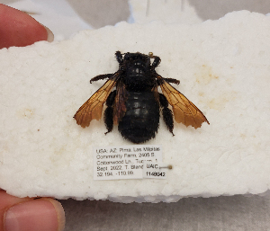  ( - UAIC1148042)  @11 [ ] by (2022) Shianna Stewart University of Arizona Insect Collection