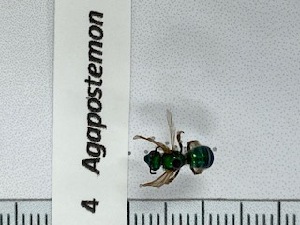  ( - UAIC1150004)  @11 [ ] by (2022) Wendy Moore University of Arizona, Insect Collection