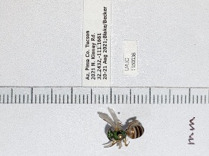  ( - UAIC1150036)  @11 [ ] by (2023) Wendy Moore University of Arizona Insect Collection