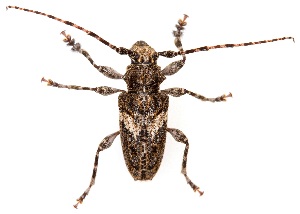  ( - UAIC1151020)  @11 [ ] Copyright  Salvador Vitanza Unspecified