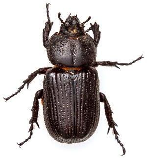  ( - UAIC1151022)  @11 [ ] Copyright  Salvador Vitanza Unspecified