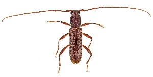  ( - UAIC1151025)  @11 [ ] Copyright  Salvador Vitanza Unspecified