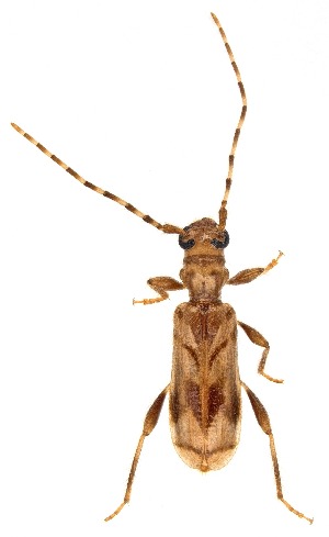  ( - UAIC1151026)  @11 [ ] Copyright  Salvador Vitanza Unspecified