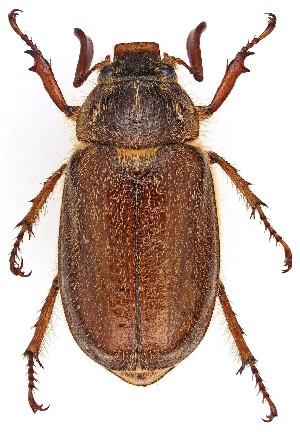  (Polyphylla hirsuta - UAIC1151029)  @11 [ ] Copyright  Salvador Vitanza Unspecified