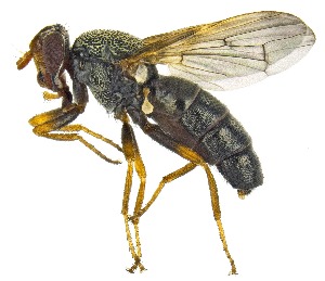  (Tetanops magdalanae - UAIC1151039)  @11 [ ] Copyright  Salvador Vitanza Unspecified