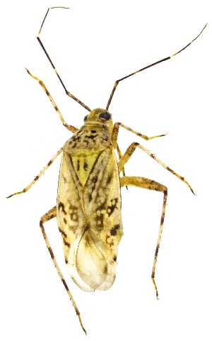  ( - UAIC1151046)  @11 [ ] Copyright  Salvador Vitanza Unspecified