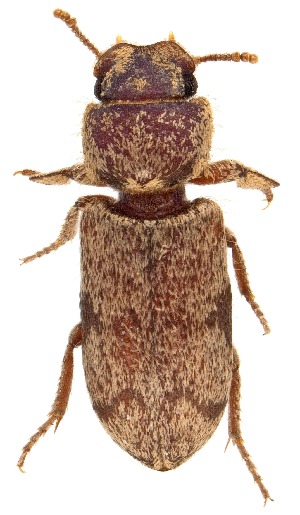  ( - UAIC1151063)  @11 [ ] Copyright  Salvador Vitanza Unspecified