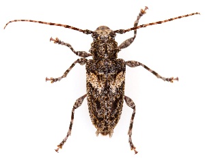  ( - UAIC1151065)  @11 [ ] Copyright  Salvador Vitanza Unspecified