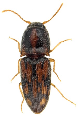  ( - UAIC1151069)  @11 [ ] Copyright  Salvador Vitanza Unspecified