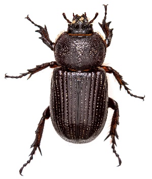  ( - UAIC1151071)  @11 [ ] Copyright  Salvador Vitanza Unspecified