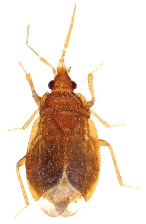  (Nidicola - UAIC1151079)  @11 [ ] Copyright  Salvador Vitanza Unspecified