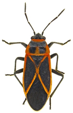  (Ochrostomus - UAIC1151090)  @11 [ ] Copyright  Salvador Vitanza Unspecified