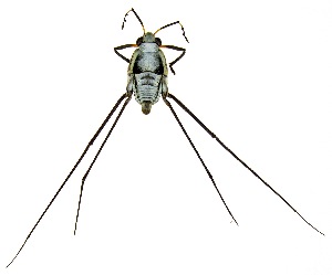  (Metrobates artus - UAIC1151091)  @11 [ ] Copyright  Salvador Vitanza Unspecified