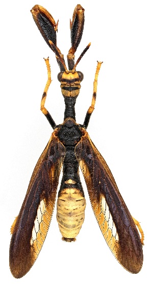  ( - UAIC1151120)  @11 [ ] Copyright  Salvador Vitanza Unspecified