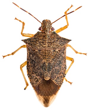  ( - UAIC1151159)  @11 [ ] Copyright  Salvador Vitanza Unspecified