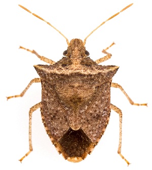  (Euschistus rugifer - UAIC1151167)  @11 [ ] Copyright  Salvador Vitanza Unspecified