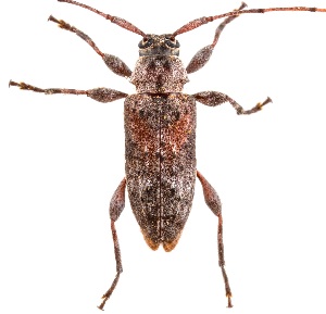  ( - UAIC1151219)  @11 [ ] Copyright  Salvador Vitanza Unspecified