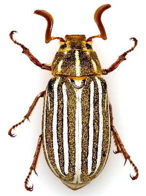  ( - UAIC1151221)  @11 [ ] Copyright  Salvador Vitanza Unspecified