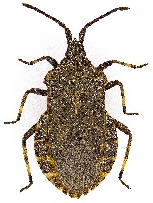  ( - UAIC1151229)  @11 [ ] Copyright  Salvador Vitanza Unspecified