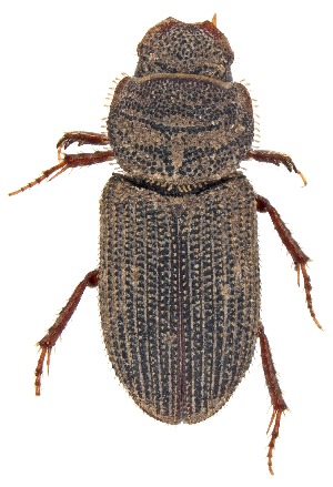  ( - UAIC1151232)  @11 [ ] Copyright  Salvador Vitanza Unspecified