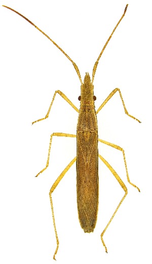  ( - UAIC1151233)  @11 [ ] Copyright  Salvador Vitanza Unspecified