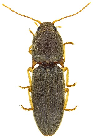  ( - UAIC1151234)  @11 [ ] Copyright  Salvador Vitanza Unspecified