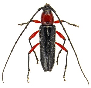  ( - UAIC1151237)  @11 [ ] Copyright  Salvador Vitanza Unspecified