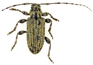  ( - UAIC1151242)  @11 [ ] Copyright  Salvador Vitanza Unspecified