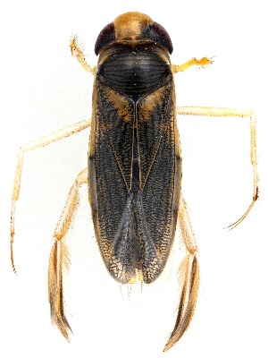  ( - UAIC1151260)  @11 [ ] Copyright  Salvador Vitanza Unspecified