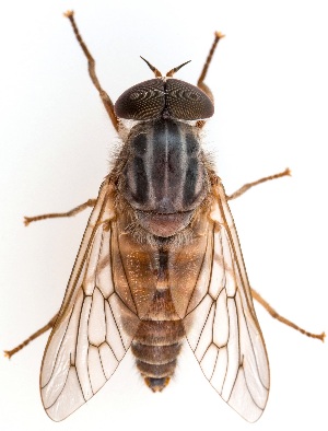  ( - UAIC1151261)  @11 [ ] Copyright  Salvador Vitanza Unspecified