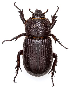  ( - UAIC1151265)  @11 [ ] Copyright  Salvador Vitanza Unspecified