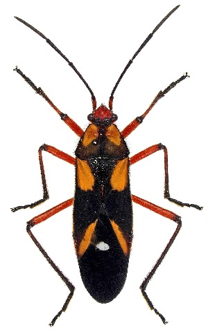  (Oncopeltus guttaloides - UAIC1151278)  @11 [ ] Copyright  Salvador Vitanza Unspecified