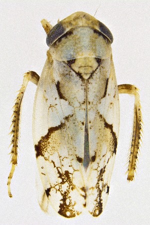  (Norvellina mildredae - UAIC1151283)  @11 [ ] Copyright  Salvador Vitanza Unspecified