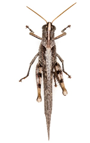  ( - UAIC1151297)  @11 [ ] Copyright  Salvador Vitanza Unspecified