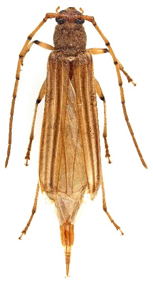  ( - UAIC1151309)  @11 [ ] Copyright  Salvador Vitanza Unspecified