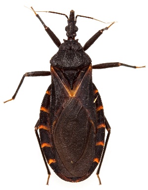  (Triatoma indictiva - UAIC1151315)  @11 [ ] Copyright  Salvador Vitanza Unspecified