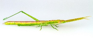  (Prorocorypha - UAIC1151323)  @11 [ ] Copyright  Salvador Vitanza Unspecified