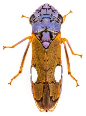  ( - UAIC1151325)  @11 [ ] Copyright  Salvador Vitanza Unspecified