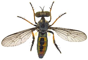  (Holopogon sapphirus - UAIC1151327)  @11 [ ] Copyright  Salvador Vitanza Unspecified