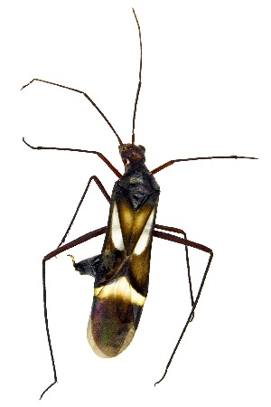  ( - UAIC1151342)  @11 [ ] Copyright  Salvador Vitanza Unspecified