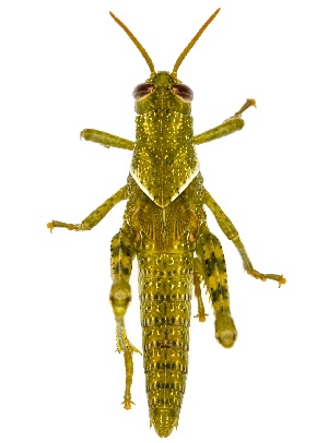  ( - UAIC1151395)  @11 [ ] Copyright  Salvador Vitanza Unspecified