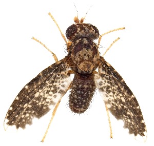  (Trypetisoma eutretoides - UAIC1151414)  @11 [ ] Copyright  Salvador Vitanza Unspecified