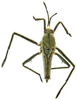  (Rhagovelia becki - UAIC1151434)  @11 [ ] Copyright  Salvador Vitanza Unspecified