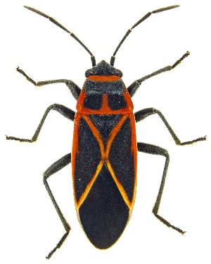  ( - UAIC1151436)  @11 [ ] Copyright  Salvador Vitanza Unspecified