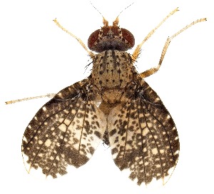  ( - UAIC1151463)  @11 [ ] Copyright  Salvador Vitanza Unspecified