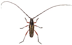  ( - UAIC1151470)  @11 [ ] Copyright  Salvador Vitanza Unspecified