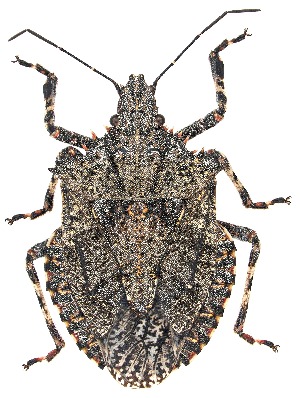  (Brochymena barberi - UAIC1151472)  @11 [ ] Copyright  Salvador Vitanza Unspecified