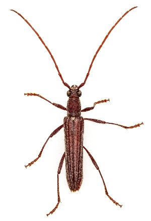  ( - UAIC1151517)  @11 [ ] Copyright  Salvador Vitanza Unspecified