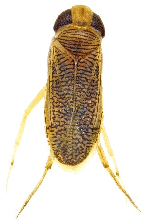  (Trichocorixa arizonensis - UAIC1151532)  @11 [ ] Copyright  Salvador Vitanza Unspecified